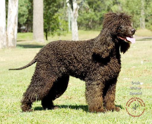 Irish Water Spaniel 9R032D-232.JPG
